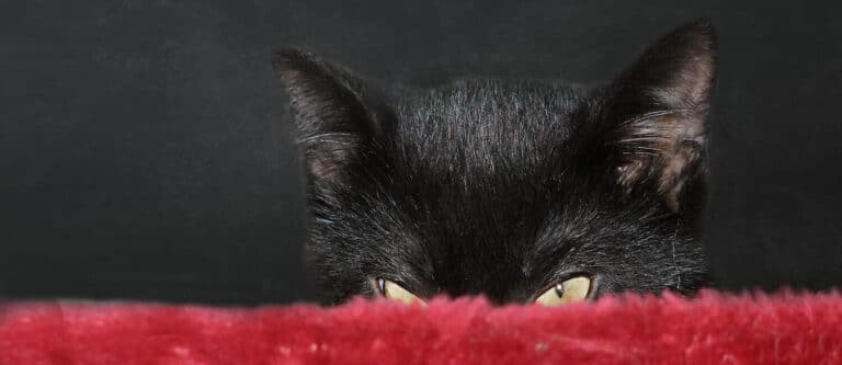 Sechs Katzen und ein Todesfall