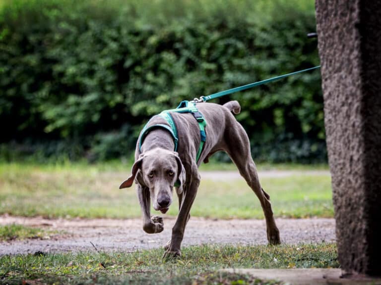 Immer der Nase nach …