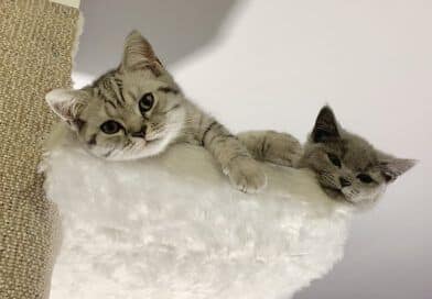 “Ich konnte mir nie vorstellen, eine Katze zu haben.” <span style='font-size:13px;'>| Instagrammer im Interview</span> 