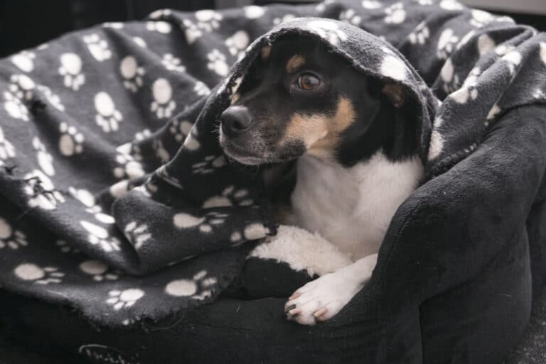 Rückzugsorte für Hunde schaffen