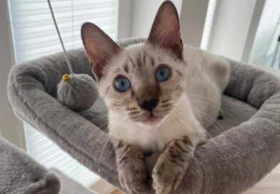 Bengalkater Nando <span style='font-size:13px;'>| Instagrammer im Interview</span> 