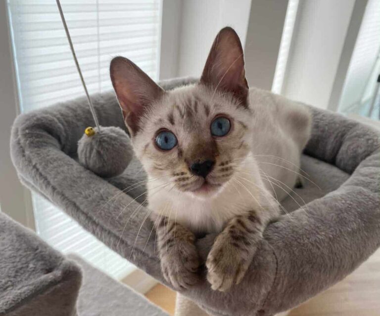 Bengalkater Nando
