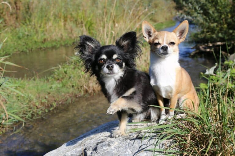 Kleine Hunde ganz groß