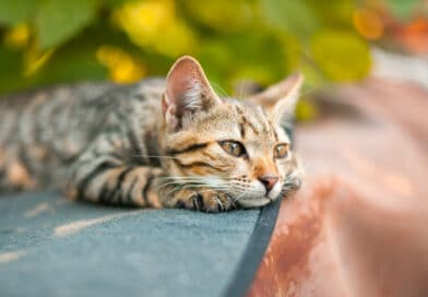 Vom Garten zum Katzenparadies