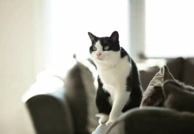Katze mit Handicap? Kein Problem!