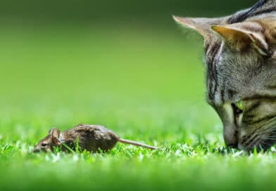 Jagen alle Katzen gleich? <span style='font-size:13px;'>| Studie</span> 