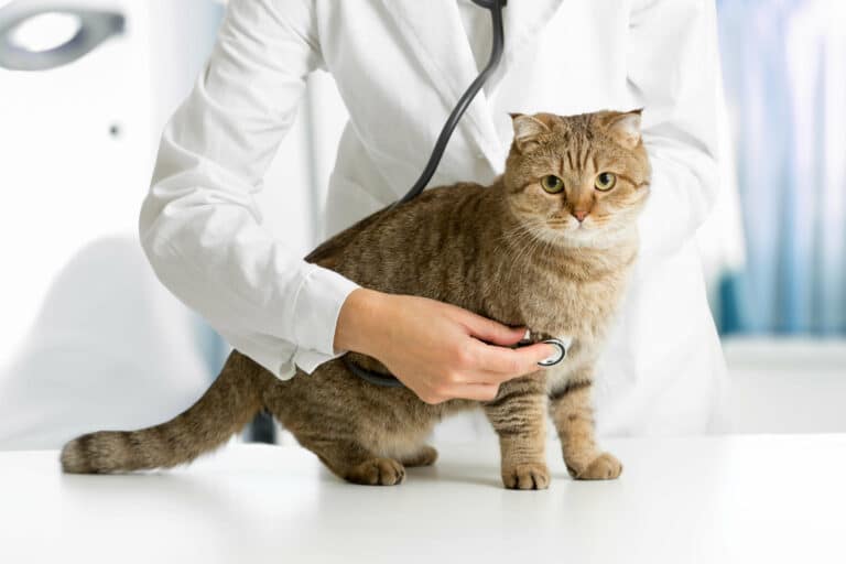 Entspannter Tierarztbesuch mit Katze