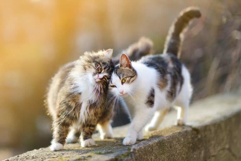 Zwei Katzen – ein Team