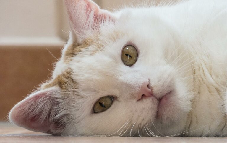 Ist meine Katze ausgelastet?