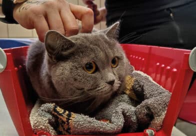 Hilfe für ukrainische Katzen
