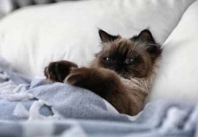 Katze im Bett?