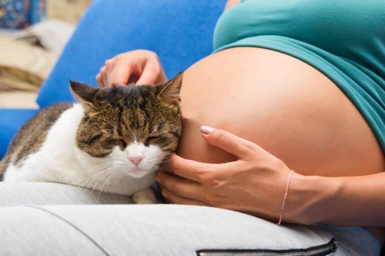 Wissen Katzen, ob jemand schwanger ist?