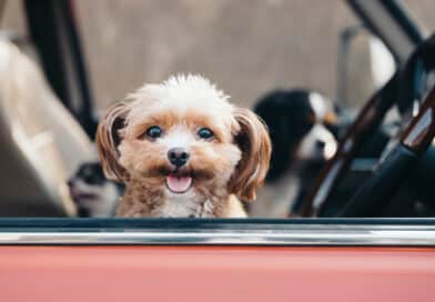 Ist mein Hund ein guter Begleiter im Auto? <span style='font-size:13px;'>| Mach den Test!</span> 