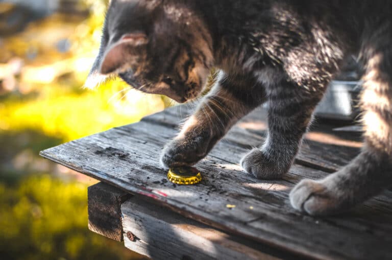 Wieso werfen Katzen ständig Dinge vom Tisch?