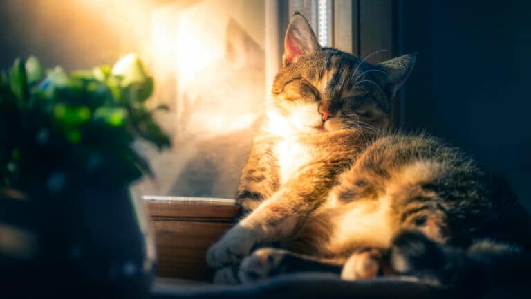Können Katzen träumen?