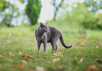 Ist meine Katze ein Einzelgänger? <span style='font-size:13px;'>| Mach den Test!</span> 