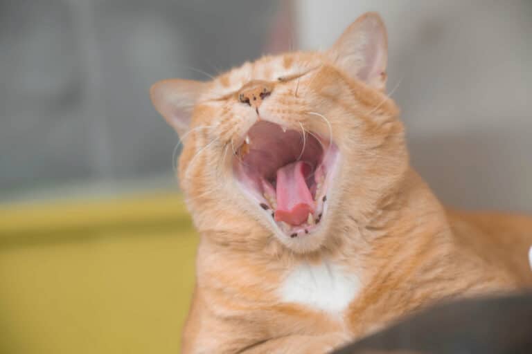 Wieso hat meine Katze Mundgeruch?