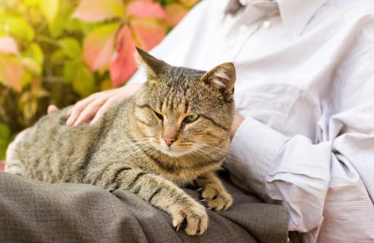 Das braucht die Seniorkatze