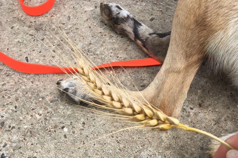 Grannen: Darauf solltest du achten