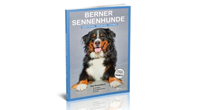Berner Sennenhunde