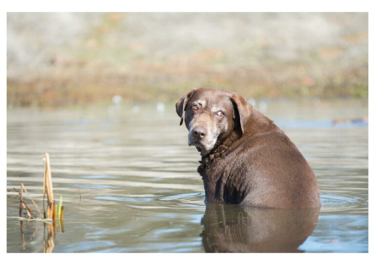 Herzkranke Hunde im Sommer