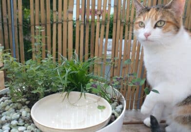Trinkt deine Katze genug? <span style='font-size:13px;'>| So bringst du sie dazu</span> 