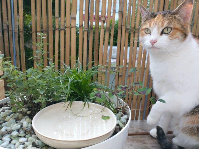 Trinkt deine Katze genug?