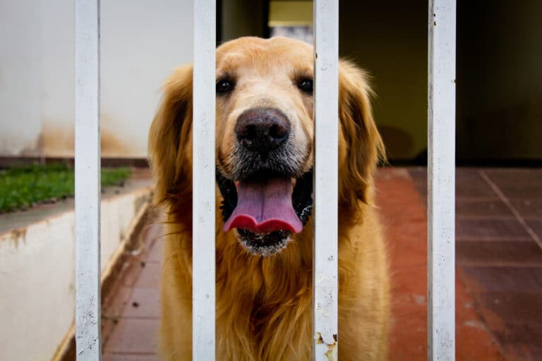 Hast du einen wachsamen Hund?