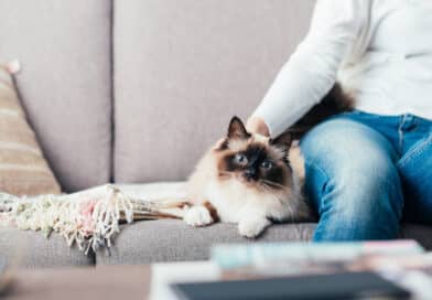 Hilf mir aufzuhören! <span style='font-size:13px;'>| Feline Süchte stoppen!</span> 