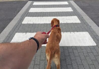 Warum zieht mein Hund an der Leine? <span style='font-size:13px;'>| Mach den Test!</span> 