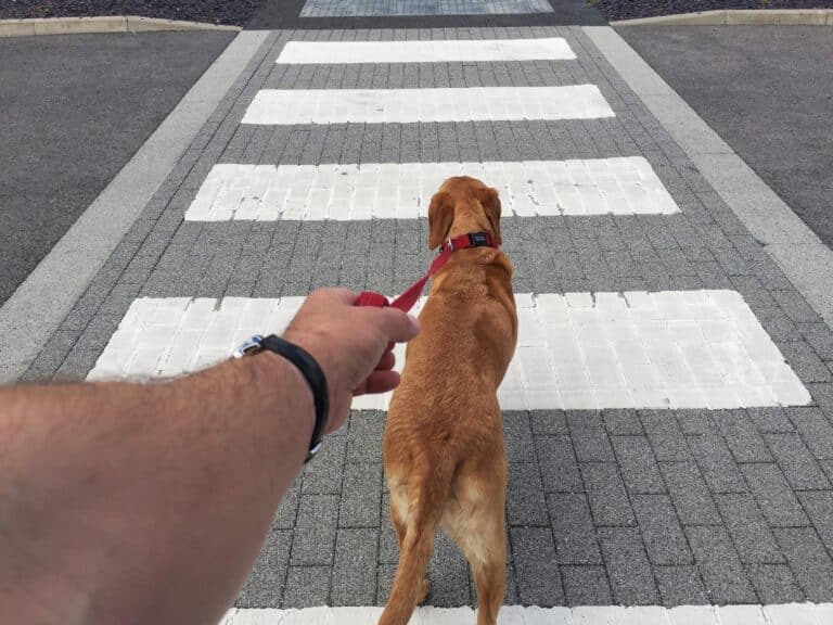 Warum zieht mein Hund an der Leine?