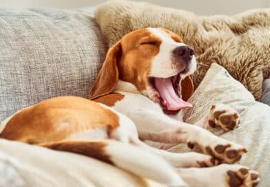 Hast du einen bequemen Hund? <span style='font-size:13px;'>| Mach den Test!</span> 