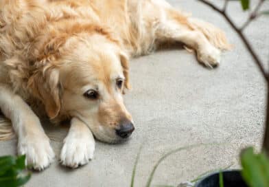 Wenn Hunde sich vom Menschen distanzieren <span style='font-size:13px;'>| Eure Erfahrungen</span> 