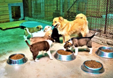 Hilferuf aus dem weltgrößten Tierheim