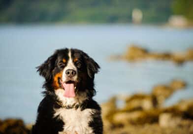 5 Dinge, die du noch nicht über den Berner wusstest: