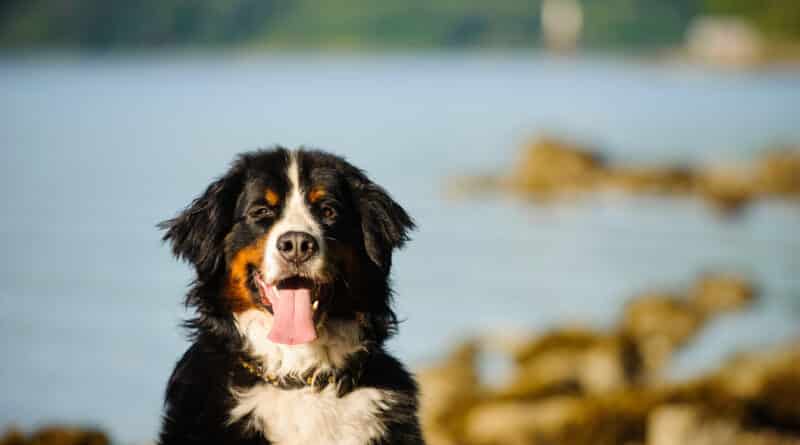 5 Dinge, die du noch nicht über den Berner wusstest: