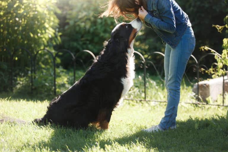 Du willst einen gesunden Berner? Darauf solltest du achten …