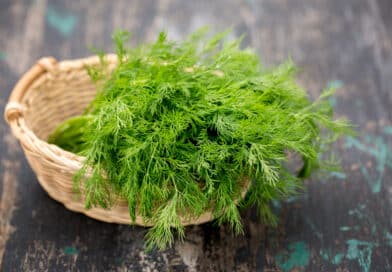 Dill <span style='font-size:13px;'>| Naturapotheke für Hunde</span> 