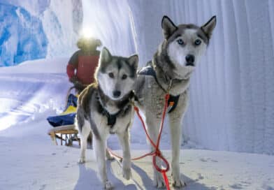 Huskys im Klimahaus Bremerhaven