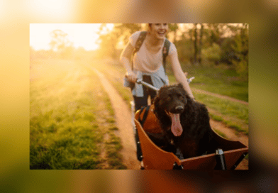 Sichere Sache: Hunde im Lastenrad