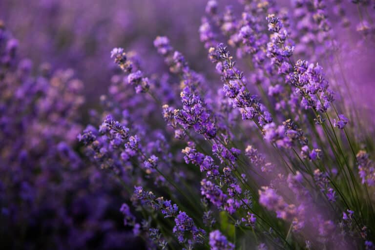 Lavendel