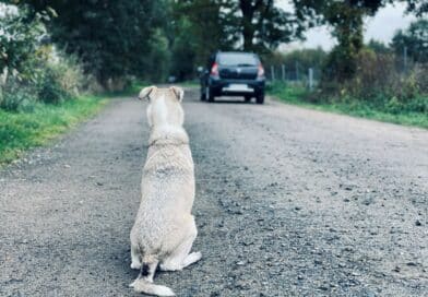 Heute ist Tag des Hundes <span style='font-size:13px;'>| Immer mehr Hunde werden abgegeben</span> 