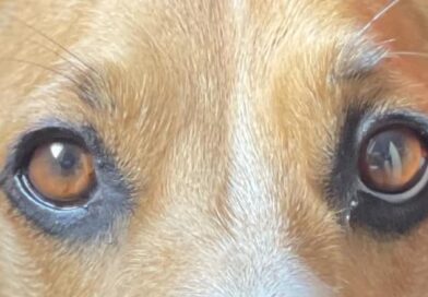 Was verraten die Augen eines Vierbeiners? <span style='font-size:13px;'>| Die besten Antworten</span> 
