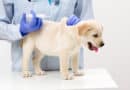 Lasst ihr euren Hund impfen? <span style='font-size:13px;'>| Eure Erfahrungen</span> 