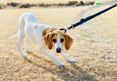 Ist mein Hund mutig? <span style='font-size:13px;'>| Mach den Test!</span> 