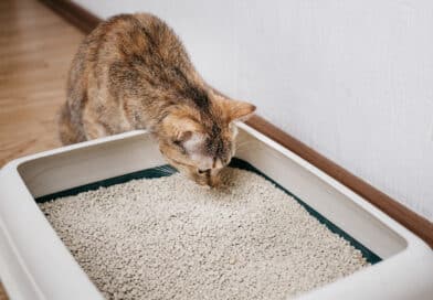 Deshalb benutzt sie nicht das Katzenklo! <span style='font-size:13px;'>| Ratgeber</span> 