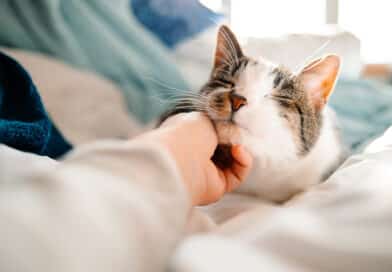 Wo werden Katzen am liebsten gestreichelt? <span style='font-size:13px;'>| Die besten Antworten</span> 
