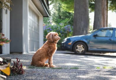 Ist dein Hund ein Beschützer? <span style='font-size:13px;'>| Mach den Test!</span> 