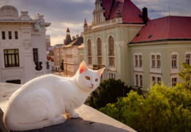 Hat deine Katze Geheimnisse? <span style='font-size:13px;'>| Mach den Test!</span> 