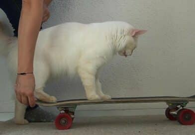 Skateboard fahren <span style='font-size:13px;'>| Katzenschule</span> 